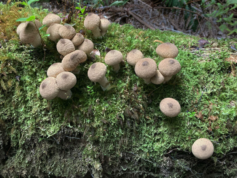 Mushrooms and Moss